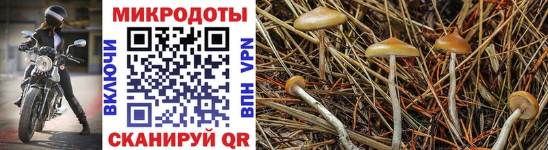 Псилоцибиновые грибы Psilocybe  цены наркотик  Сурск 